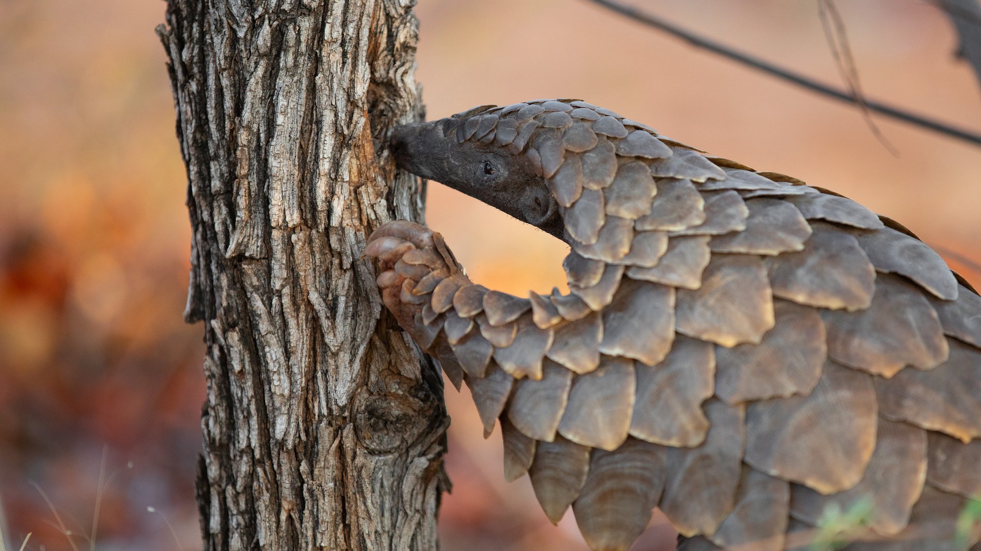 Temminck's pangolin in its natural habitat