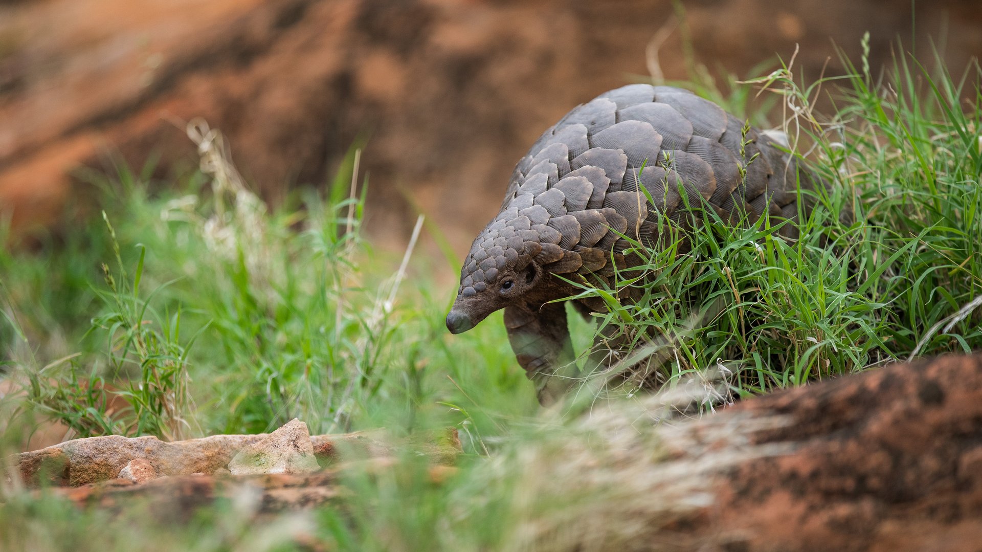 Temminck's pangolin in its natural habitat