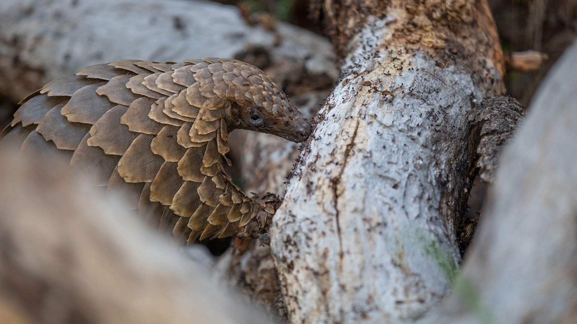Temminck's pangolin in its natural habitat